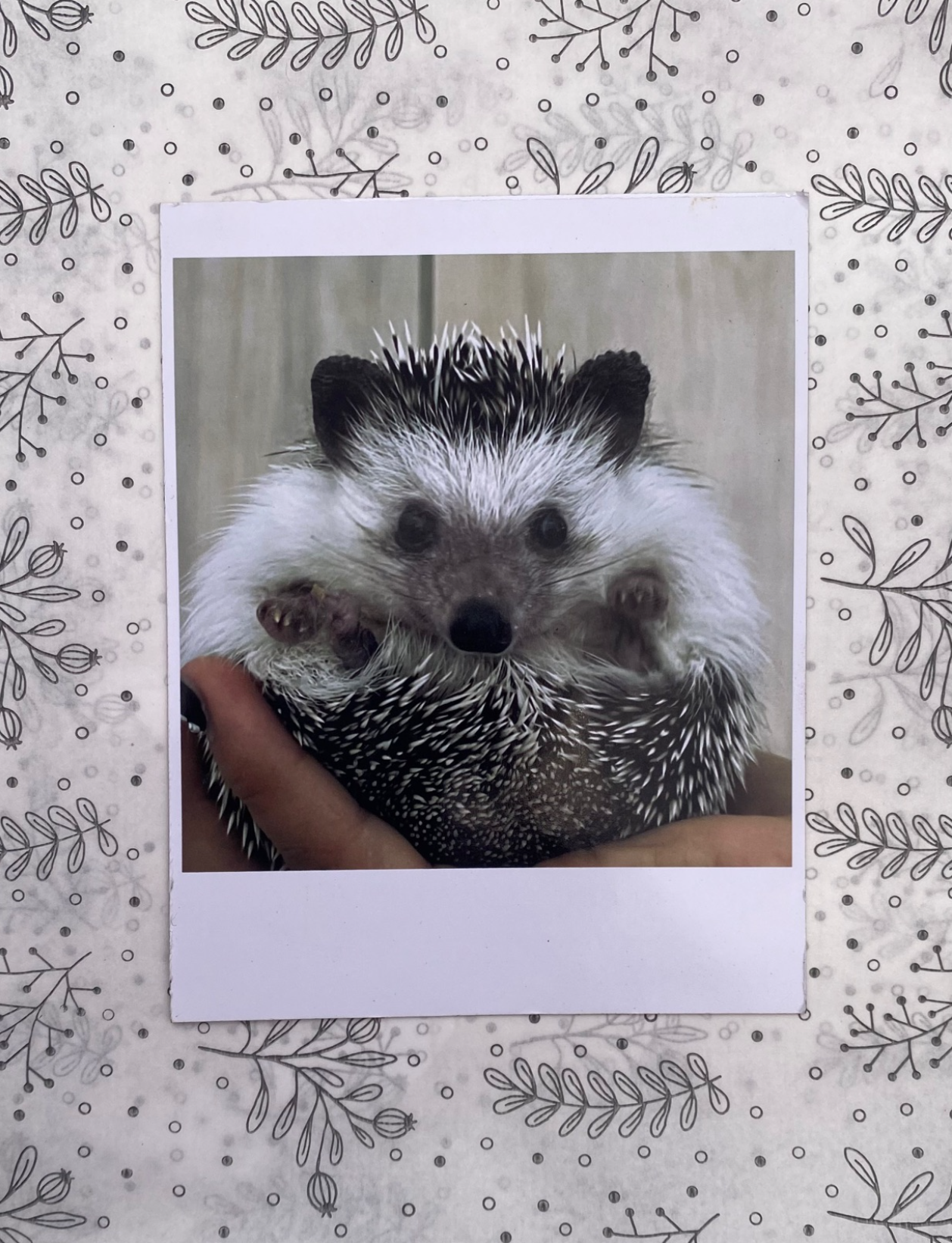 Foto Imán Grande Regalo